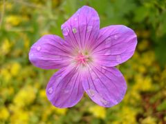 Blume nach Gewitter