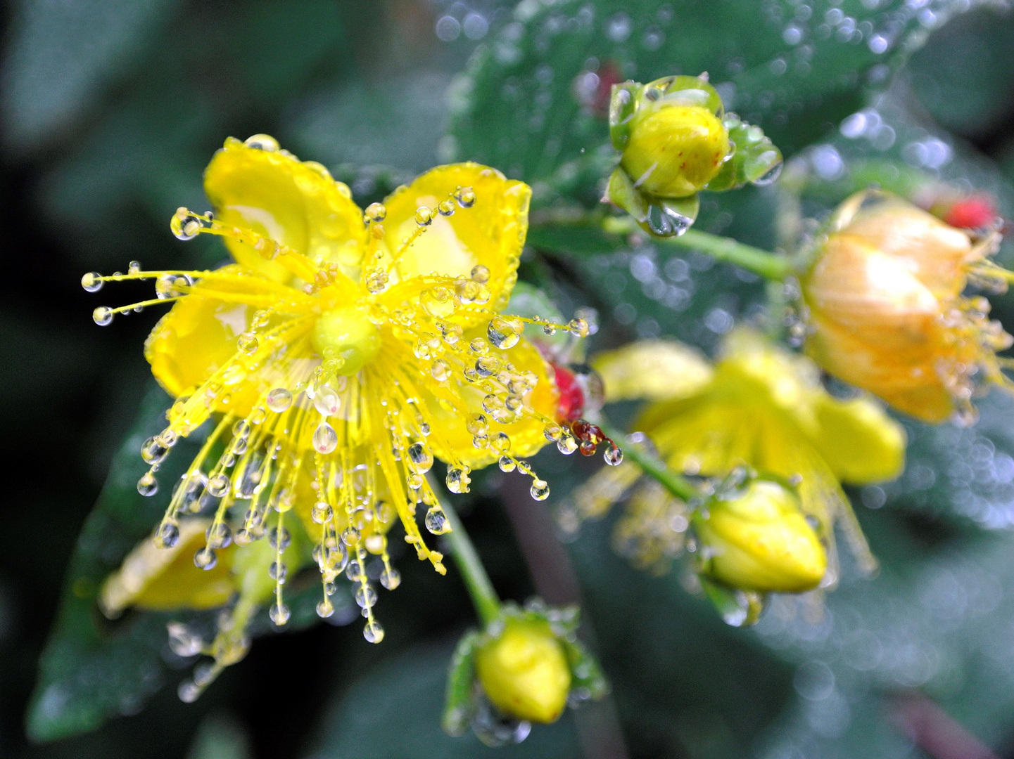 Blume nach Regen