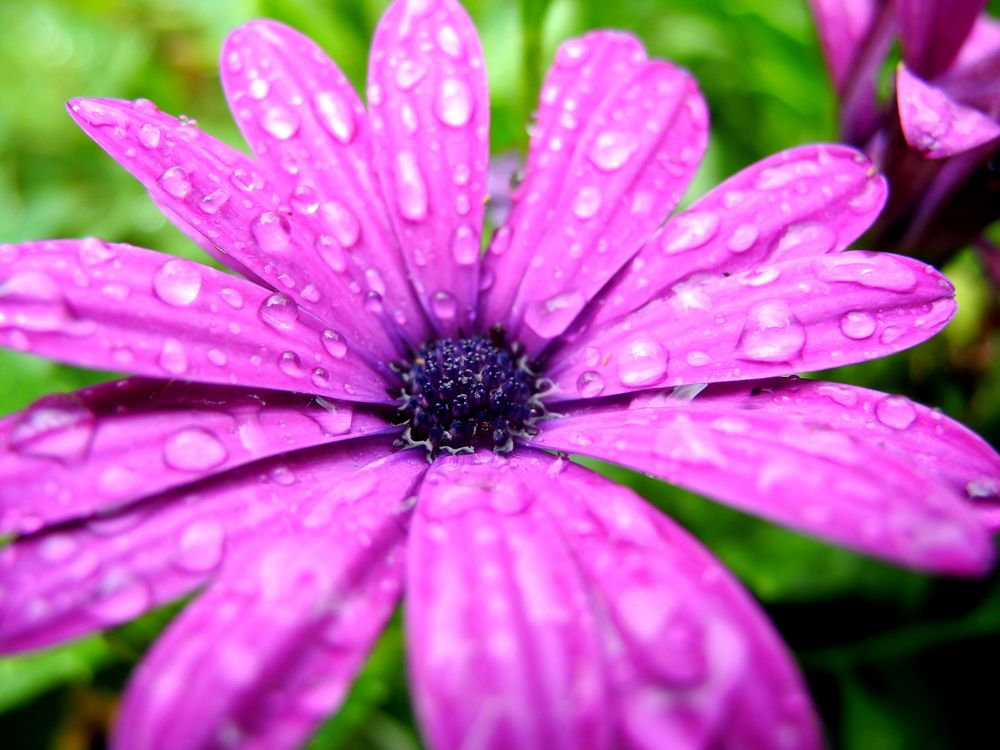 Blume nach Sommerschauer