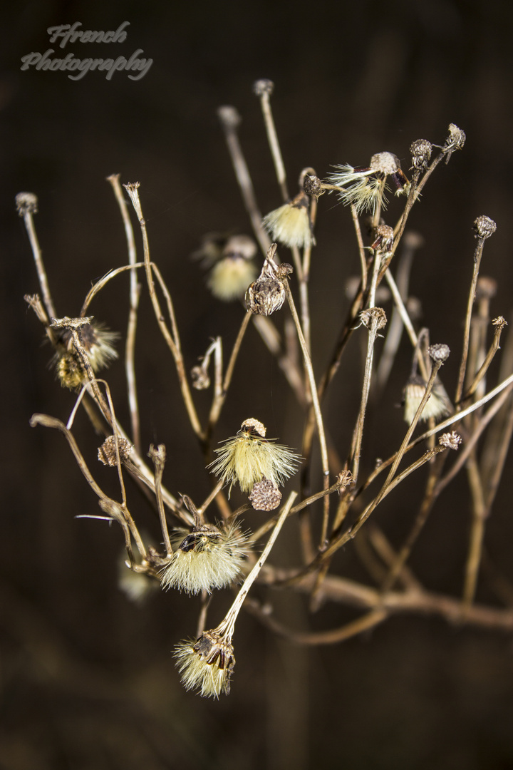 Blume nach Winter