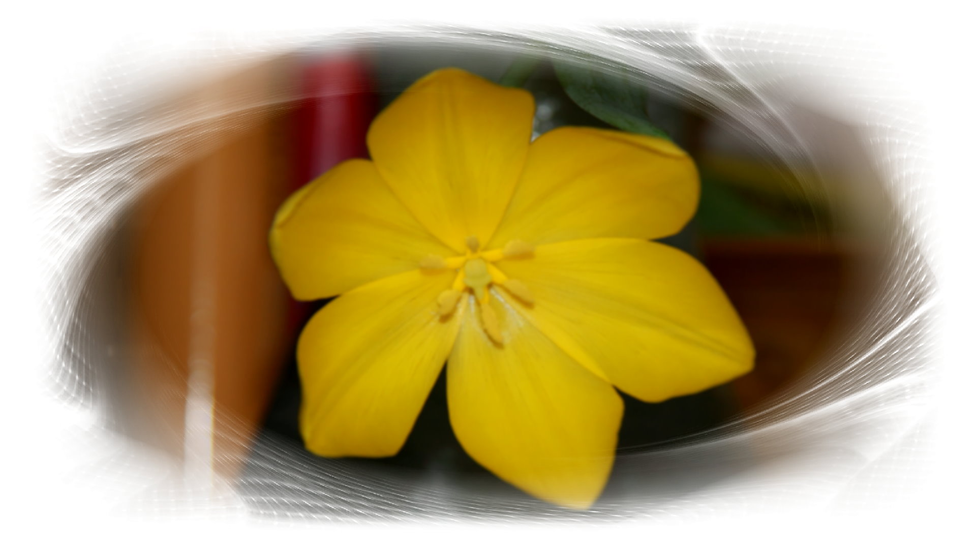 Blume Nr.06