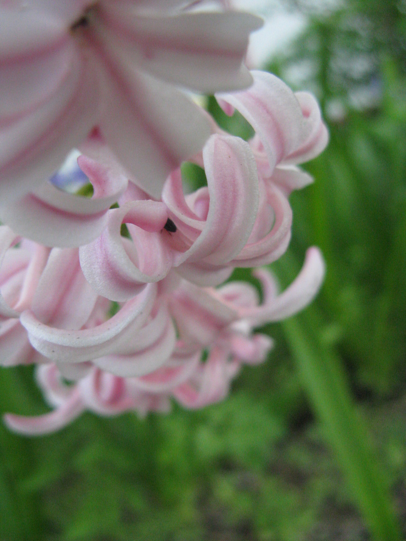 Blume oder Käfer?