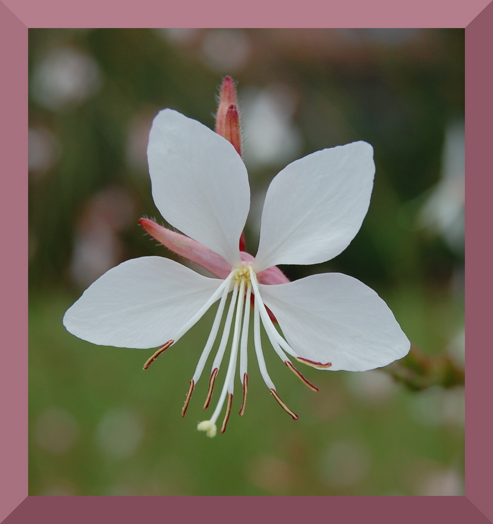 Blume oder Schmetterling