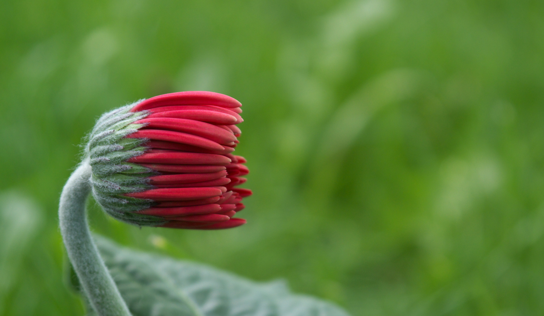 ... Blume öffne dich ...