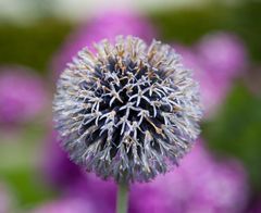 Blume ohne Namen (update 17.09.2011: Blaue Kugeldistel (Echinops ritro) gemäß Janibácsi)