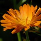 Blume orange