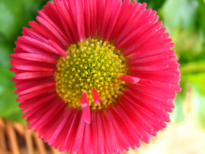 Blume pink/gelb
