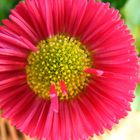 Blume pink/gelb