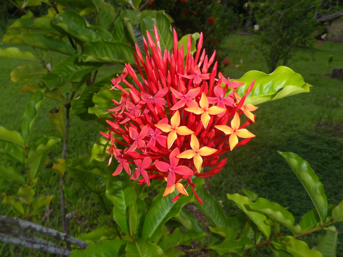 Blume-PNG