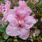 Blume-Rosa