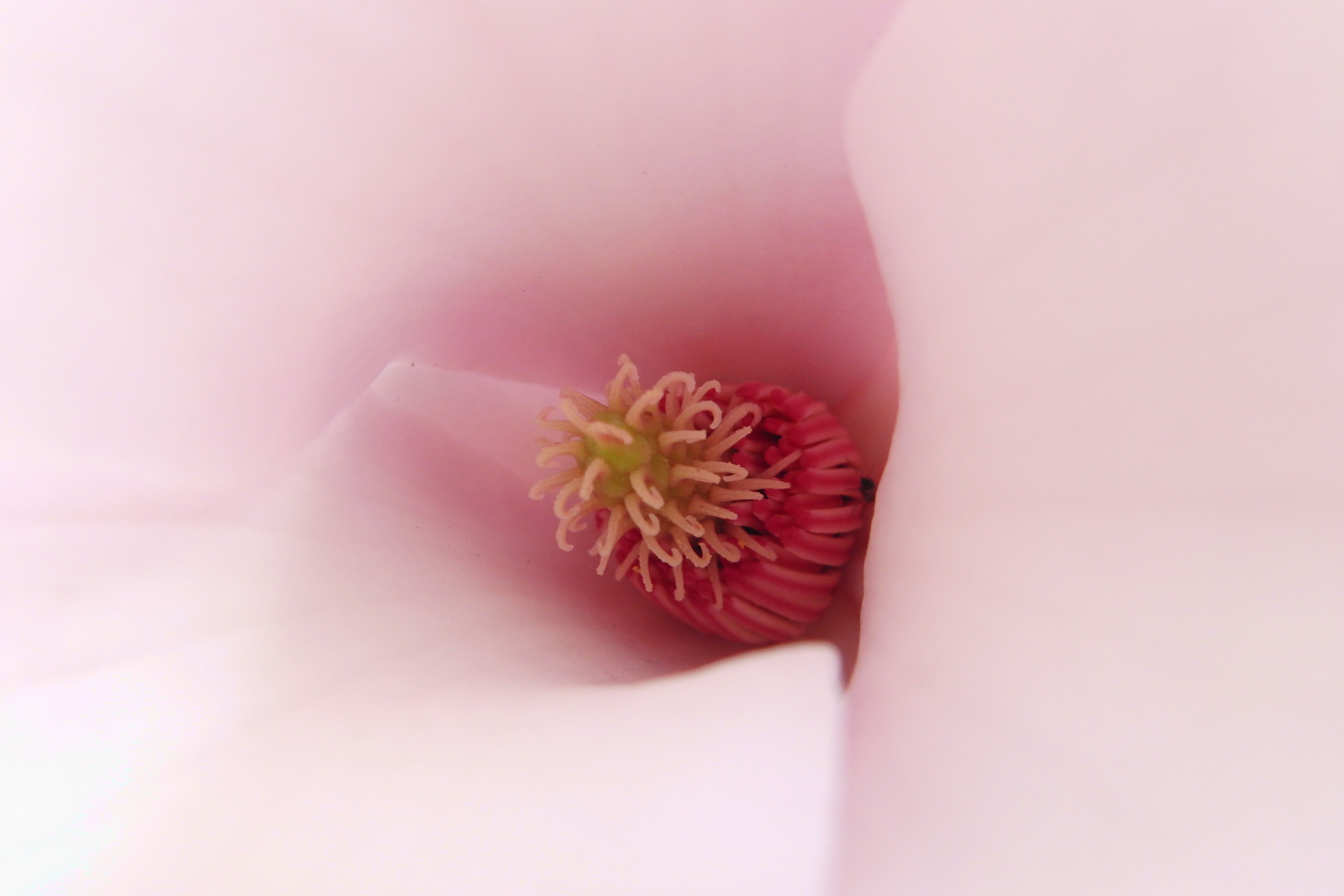 Blume (Rosa)