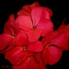 BLUME ROT