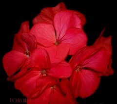 BLUME ROT