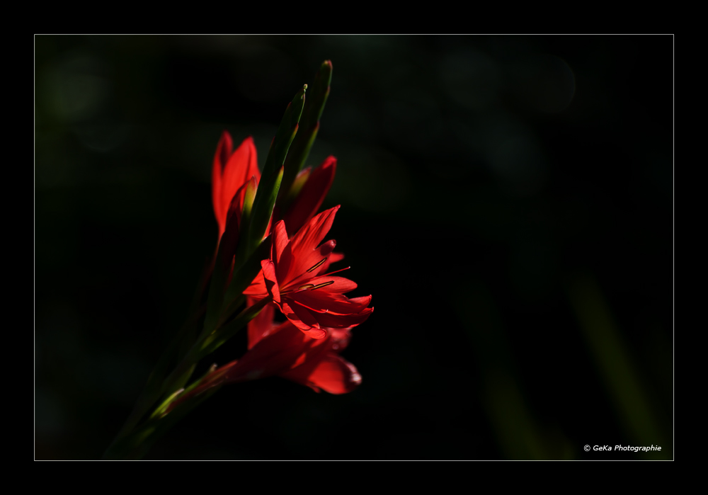 Blume - rot