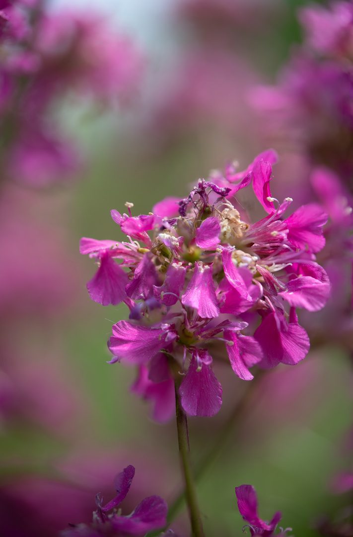 Blume, rot