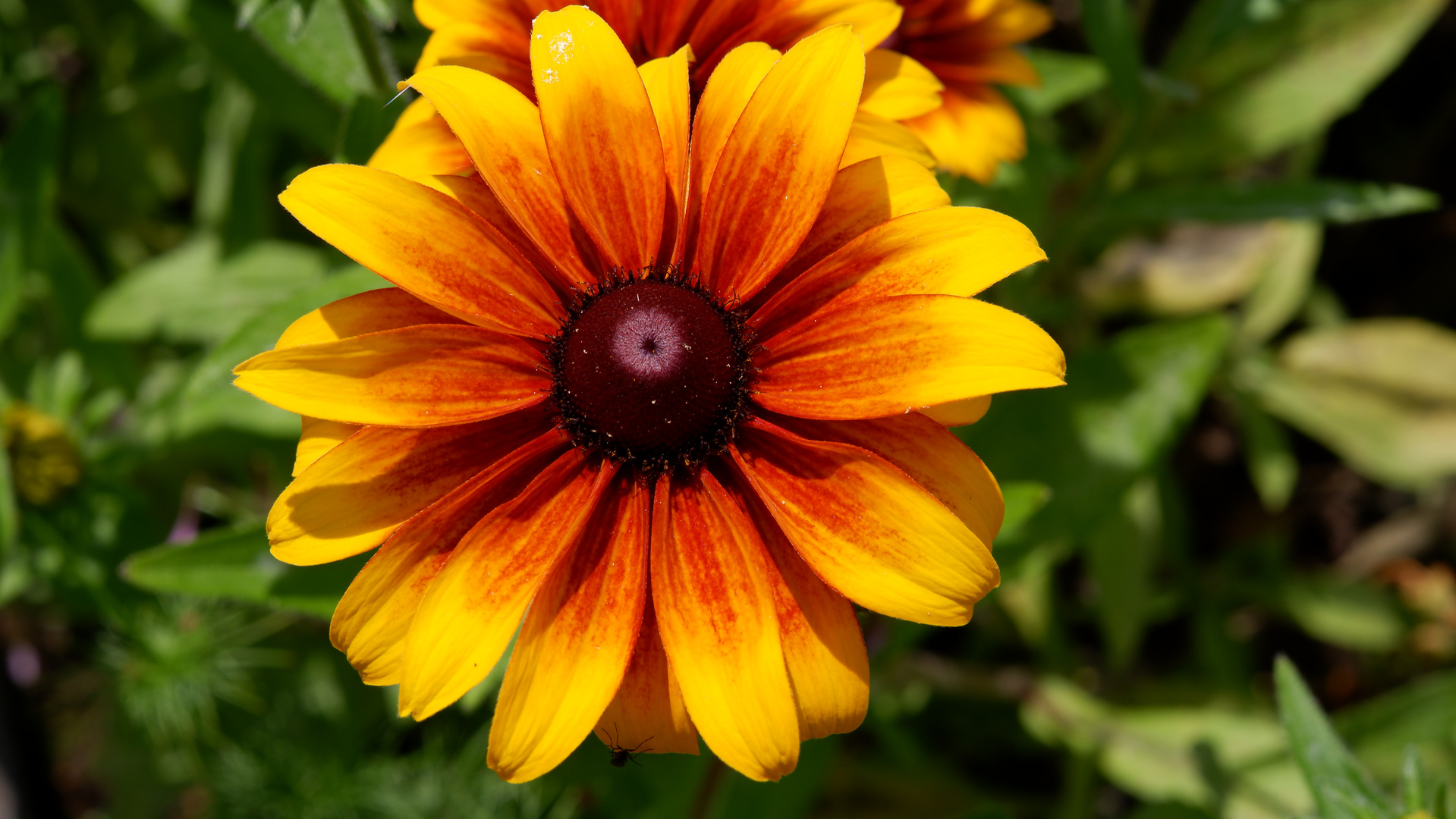 Blume rot-gelb verlaufend