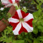 Blume Rot-Weiß