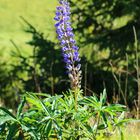 Blume Salvia Blue ?!