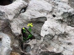 Blume schlägt Stein