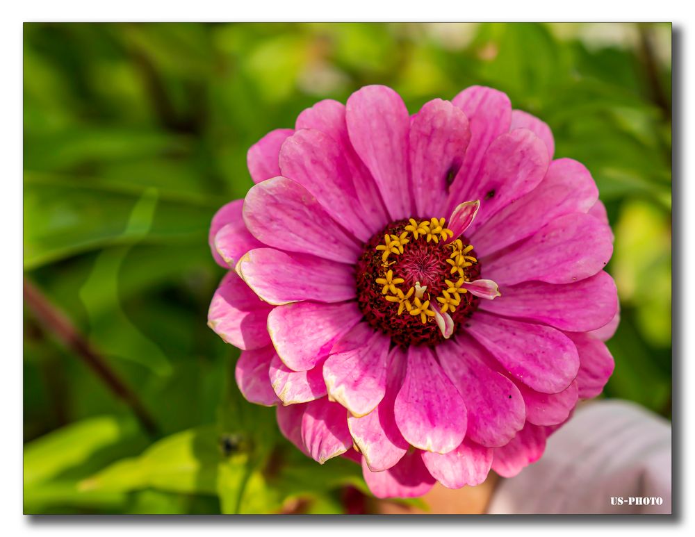 Blume - Schlosspark Herrenhausen