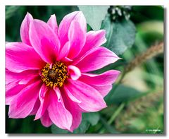 Blume - Schlosspark Herrenhausen