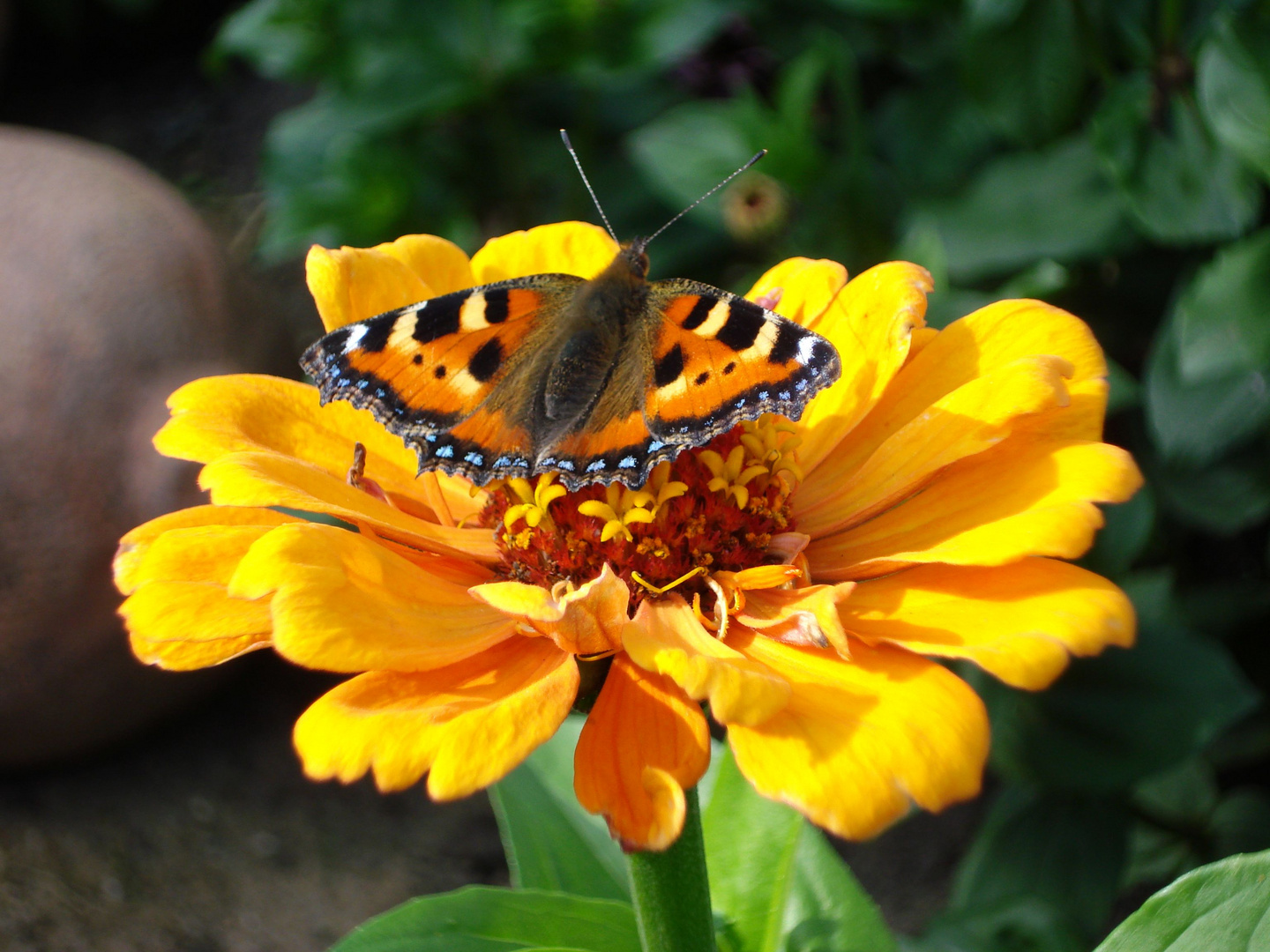 Blume & Schmetterling