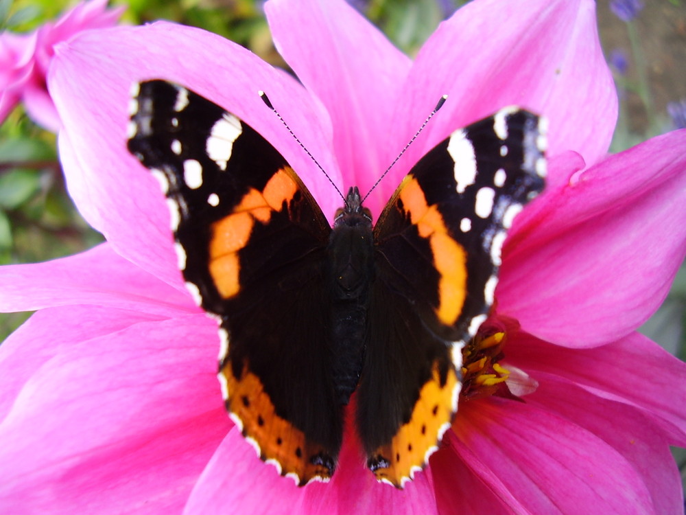 Blume & Schmetterling