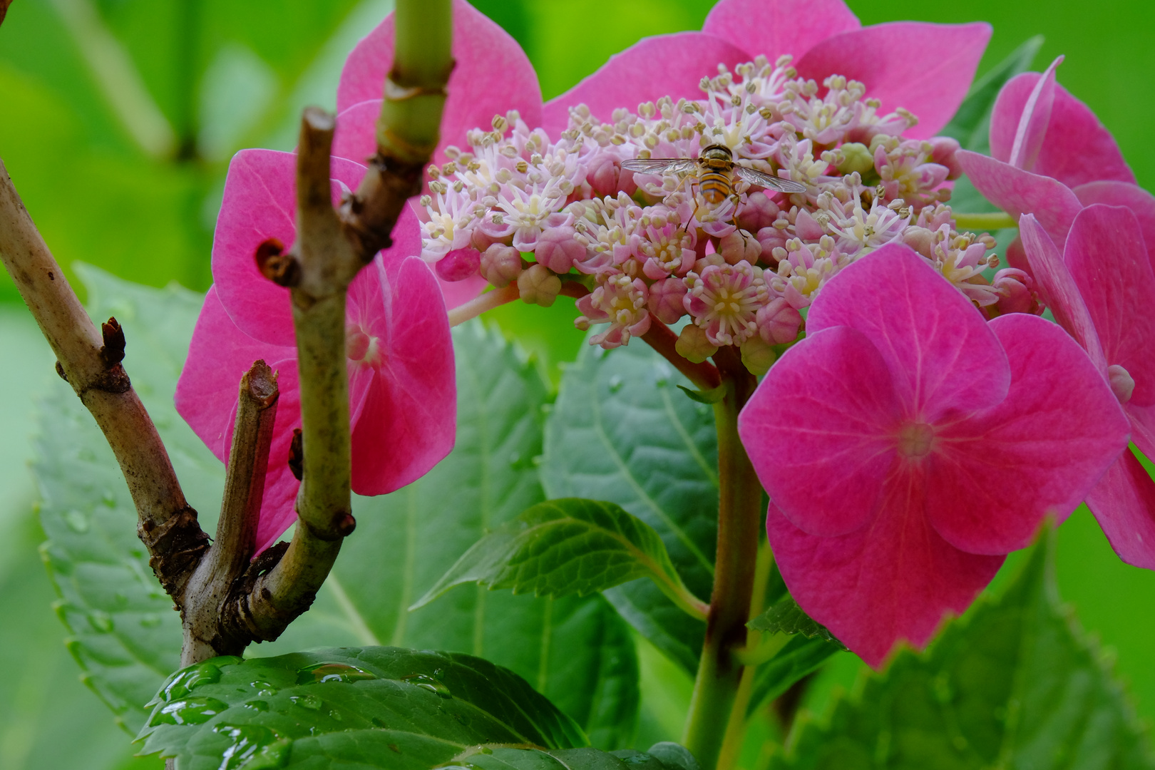 Blume Schön mit Tier