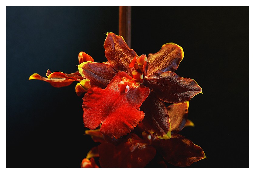 Blume, schön, rot mit gelben Rändern