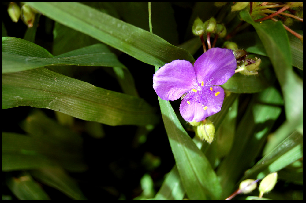 Blume Schulhof