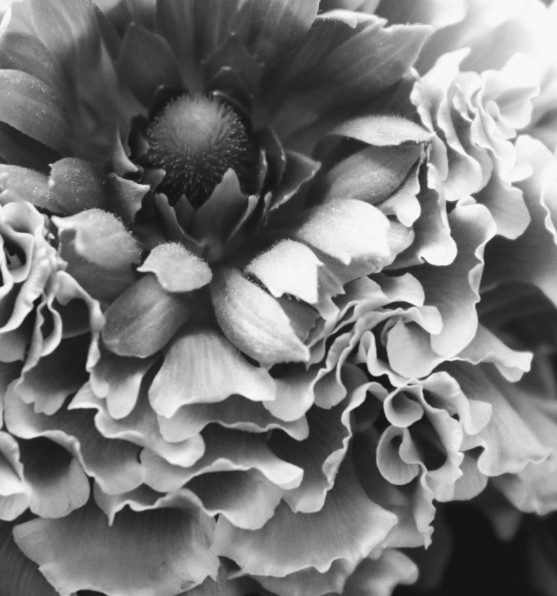 Blume schwarz-weiss 
