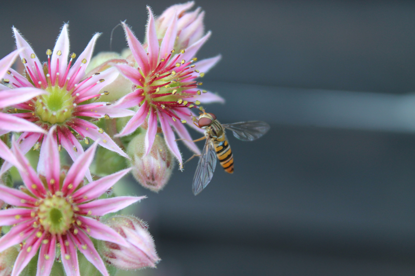 Blume & Schwebefliege (unbearbeitet)