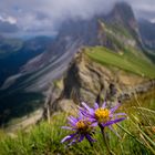 blume seceda