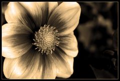 Blume Sepia