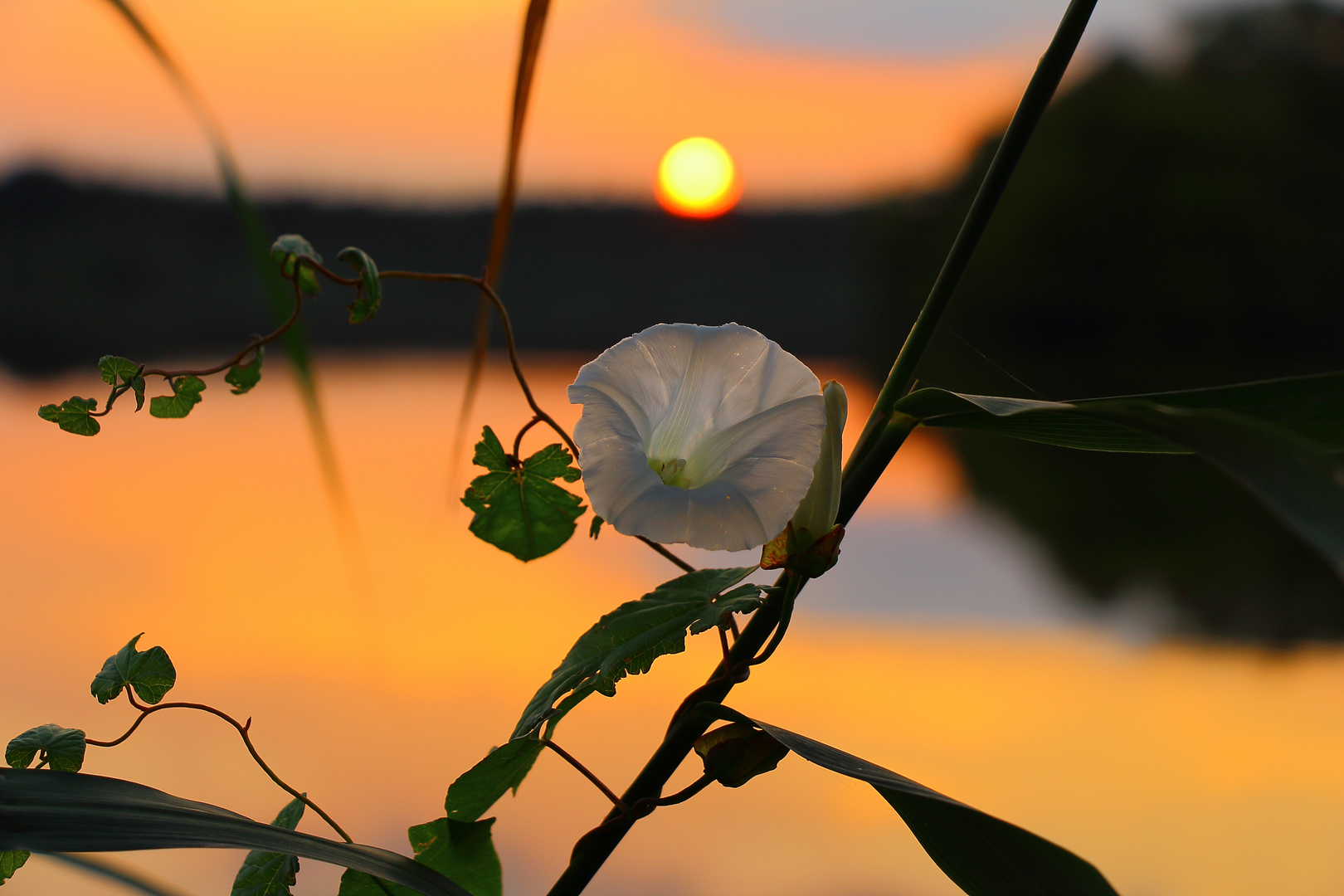 Blume / Sonnenuntergang