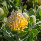 Blume Südafrika 2017-001