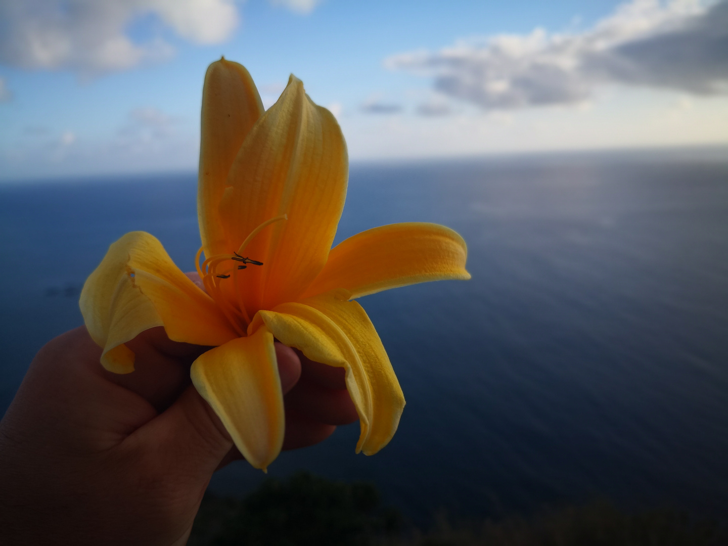 Blume über den Atlantic