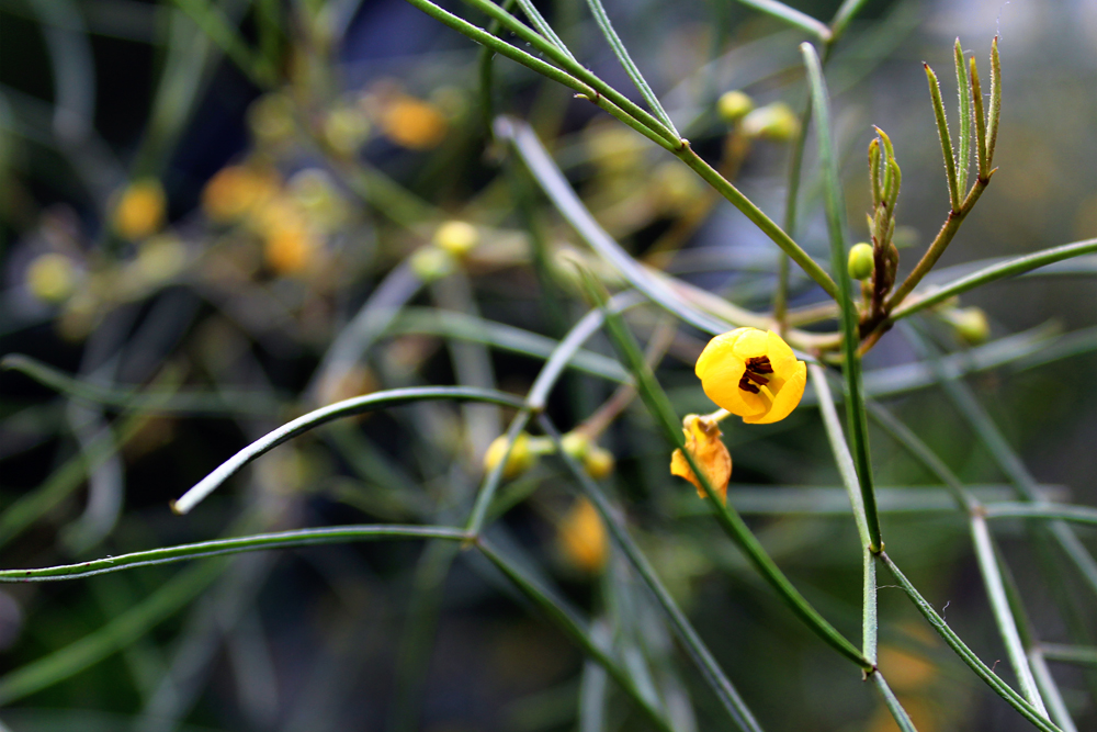 Blume Unbekannt