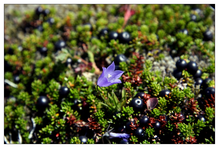 Blume und Beeren