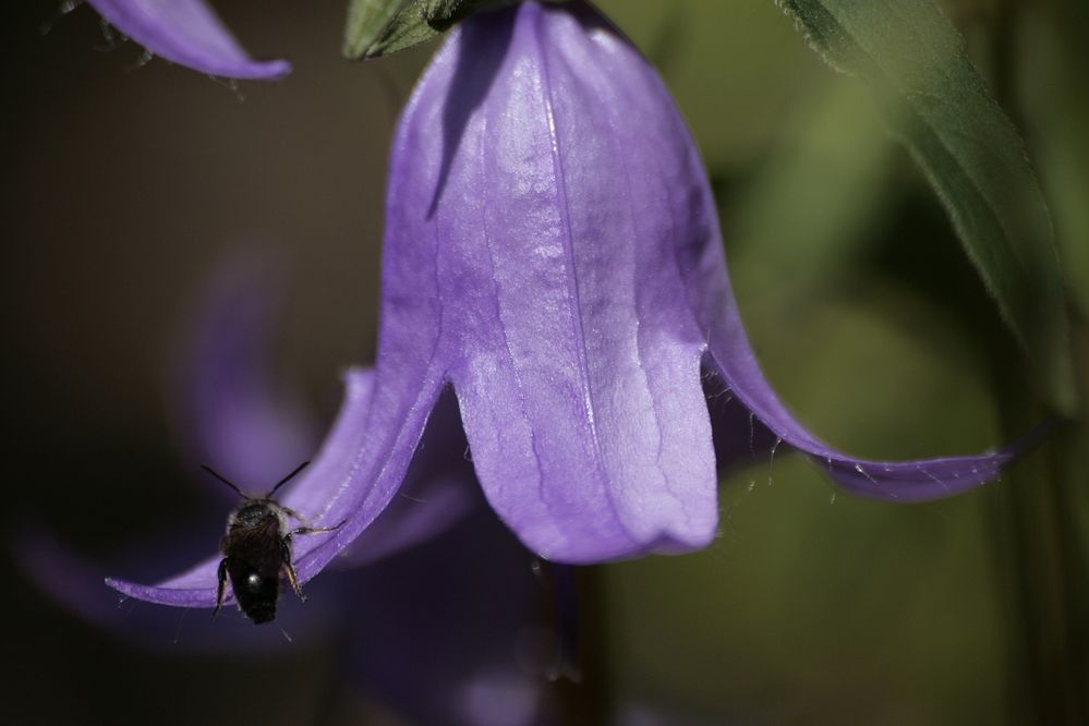 Blume und Bienchen