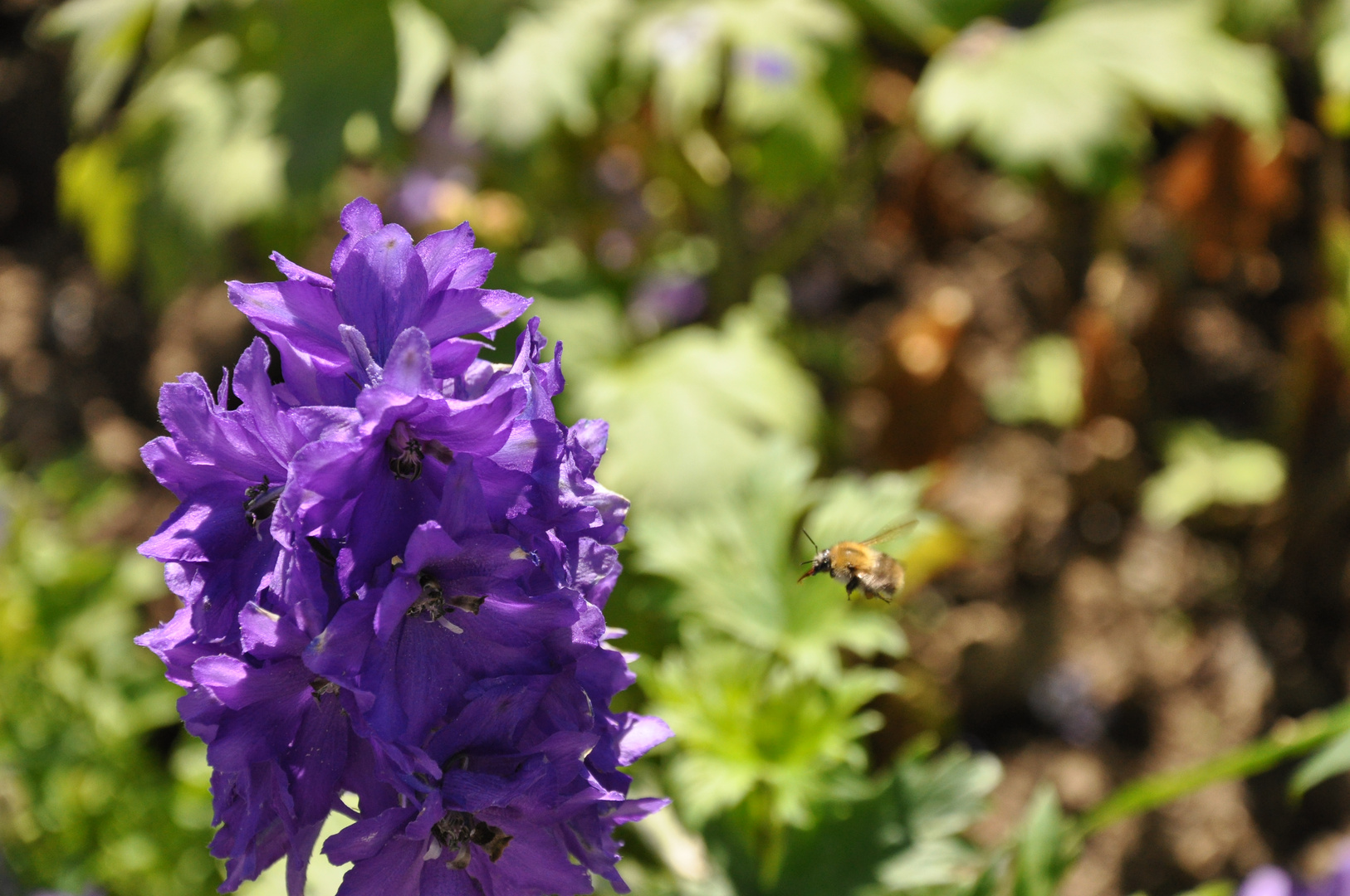 Blume und Biene