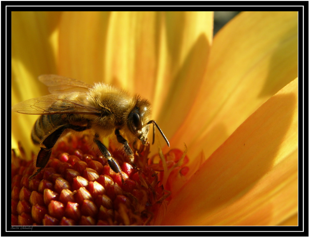 Blume und Biene