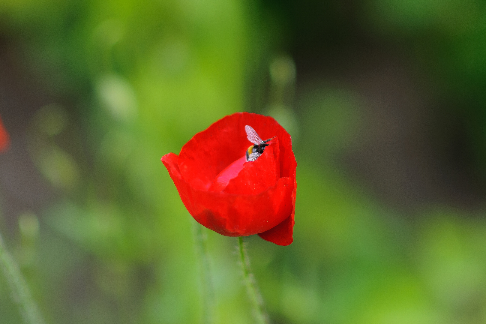 Blume und Biene