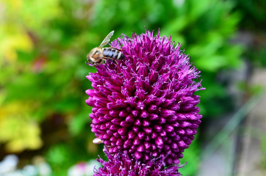 Blume und Biene