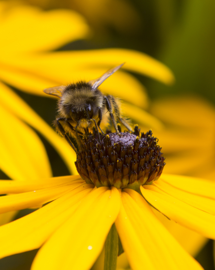 Blume und Biene vereint