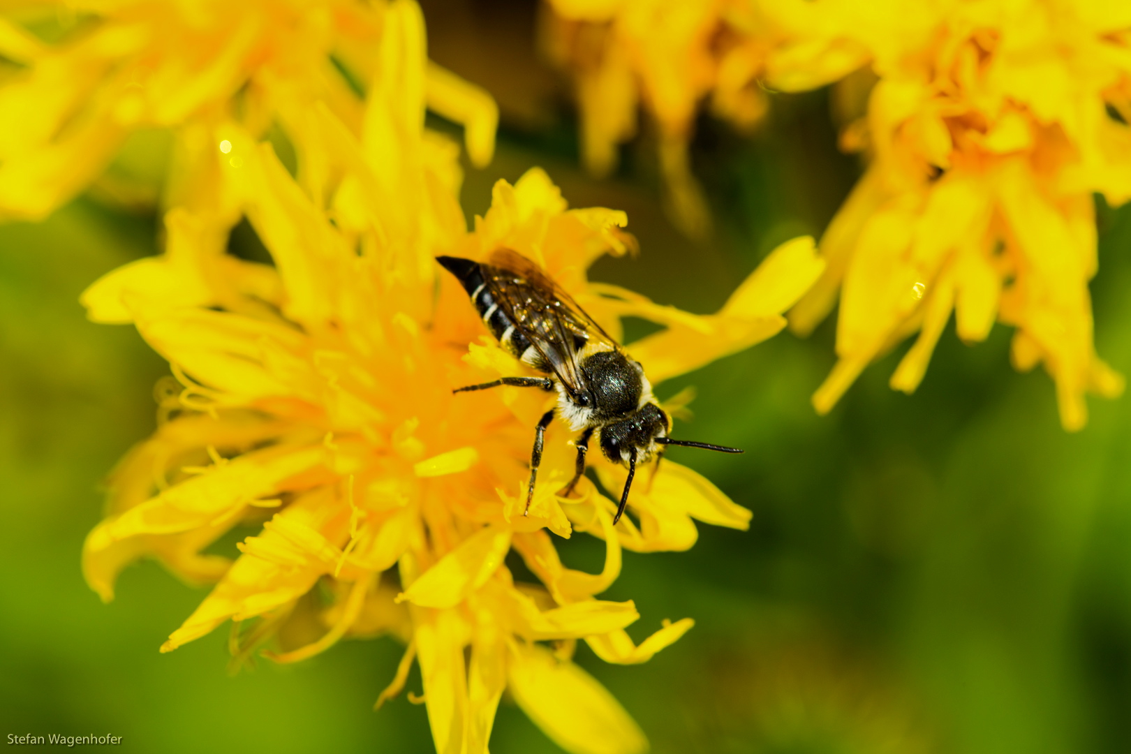 Blume und Bienen