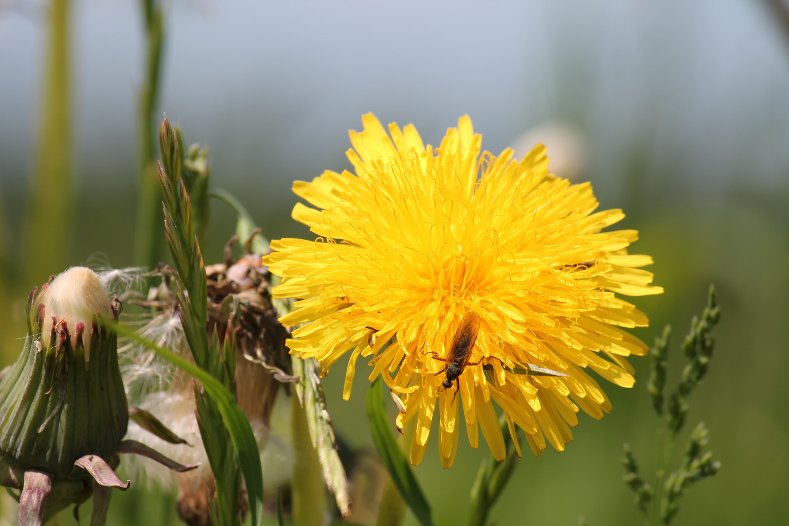 Blume und ein Tier