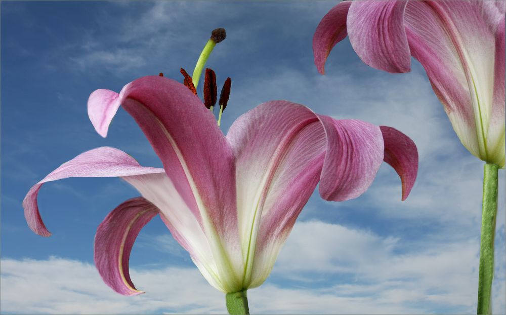 Blume und Himmel 