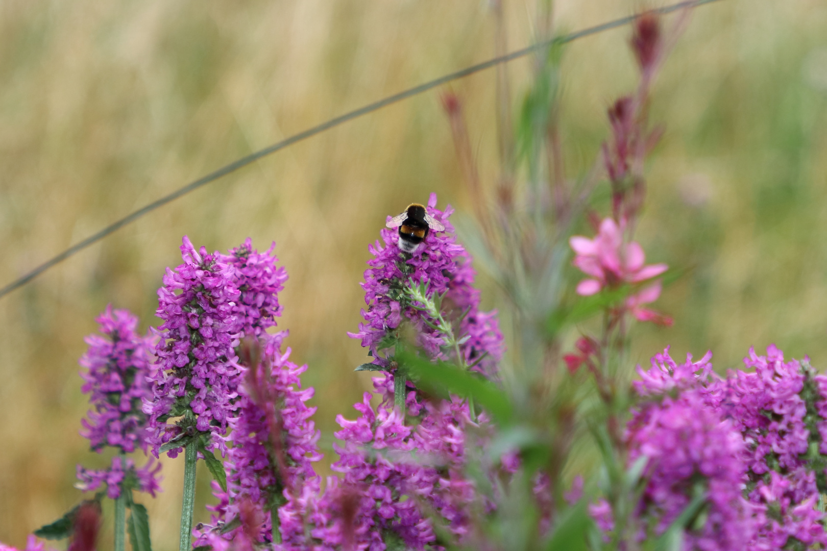 Blume und Hummel