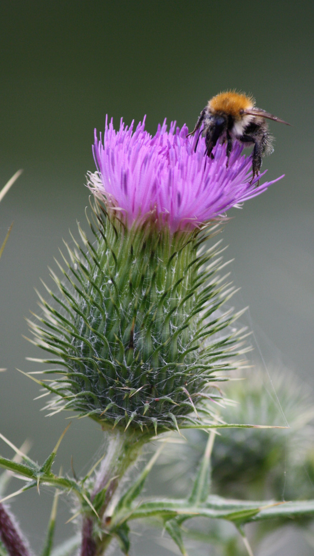 Blume und ihr stiller Besucher